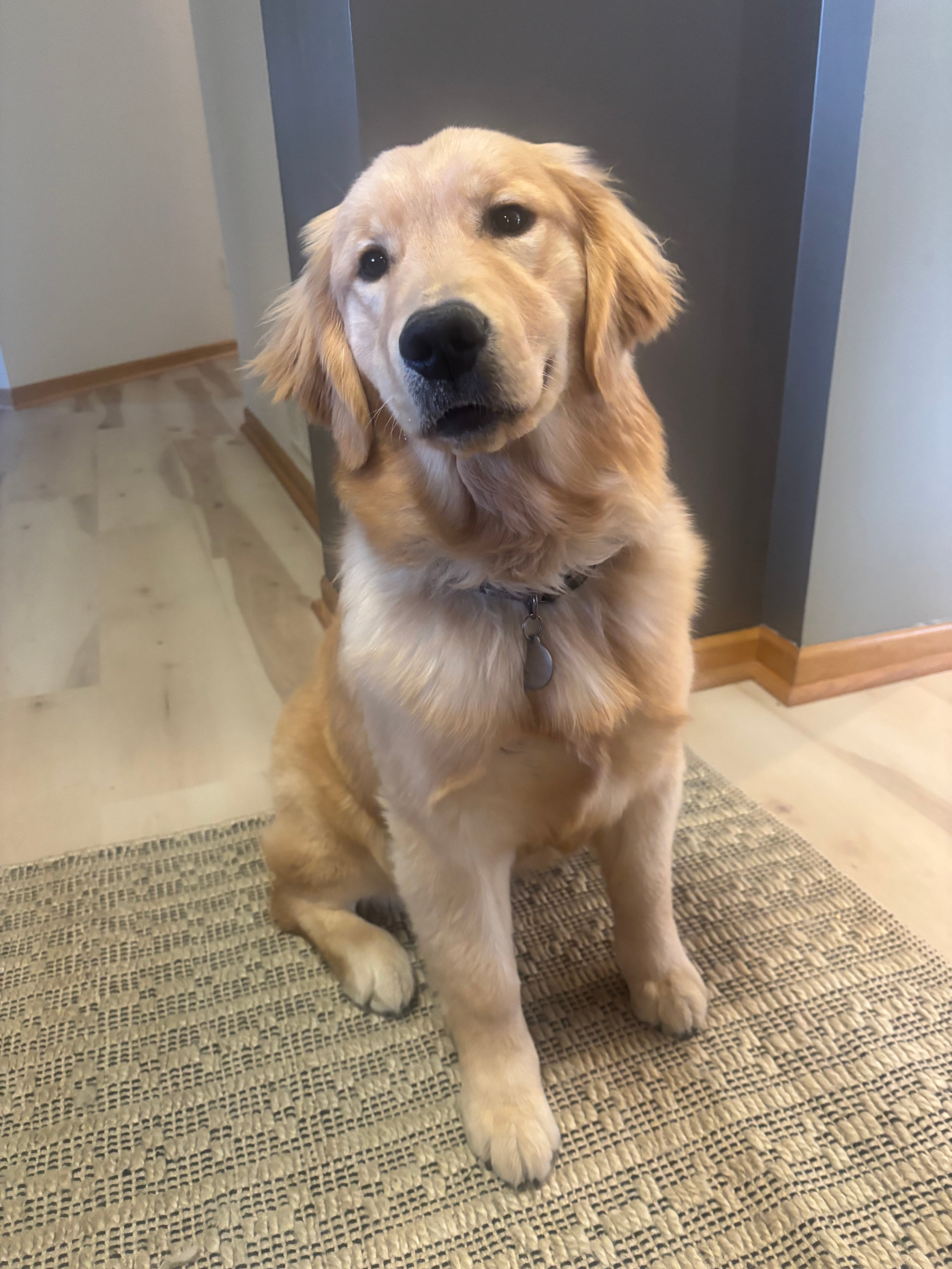 Frannie the Golden Retriever